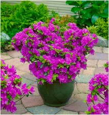 Dwarf Japanese Azalea Japonica 'Geisha Lilac' | Evergreen Shrub | Pot Plant