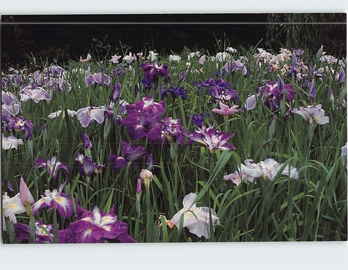 Postcard japanese iris bed - japanese,