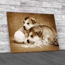 Cute Malamute Puppies Rest