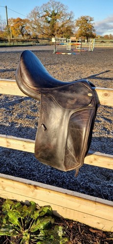 Harry dabbs jaguar - dabbs, dressage