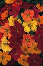 Nasturtium Tom Thumb Mixed –