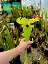 Sarracenia Flava Rugelii (carnivorous pitcher plant)