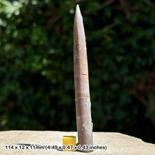 Belemnite – Belemnites