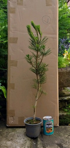 Pinus thunbergii japanese - thunbergii,