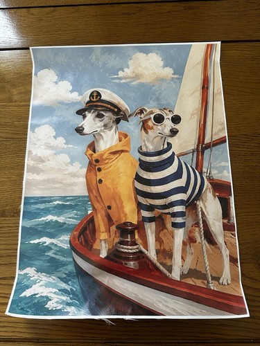 Sailor whippet greyhound - sailor,