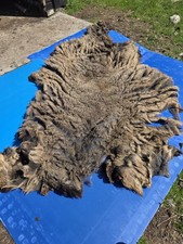 Raw Unwashed Rare Sheep Fleece