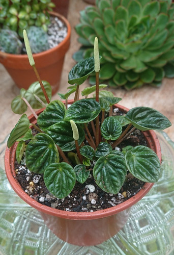 Peperomia caperata emerald - peperomia,
