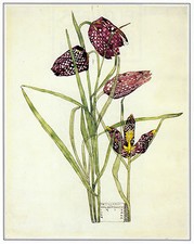 Fritillaria, Charles Rennie Mackintosh print in 10 x 12 inch mount SUPERB