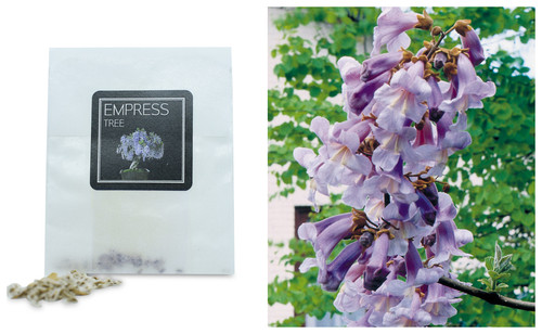 Empress tree bonsai - 30,