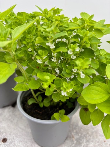 Golden marjoram herb - marjoram, (oregano)