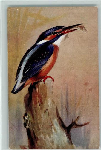 13021808 2 kingfisher - 13021808,