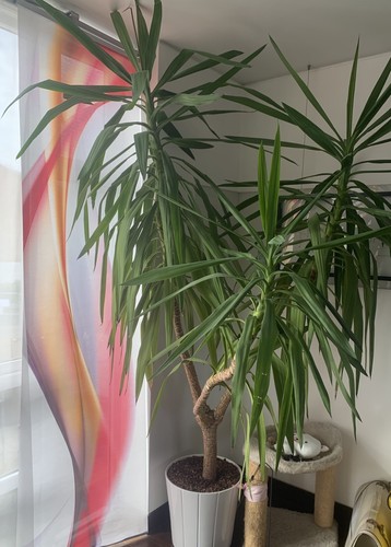 Stick yucca - stick,