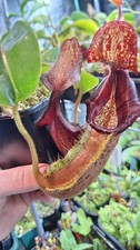 Nepenthes LVB x LVBVMV , rare