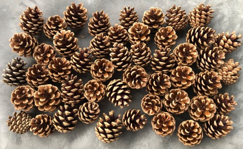 Small pine cones - small, 5-