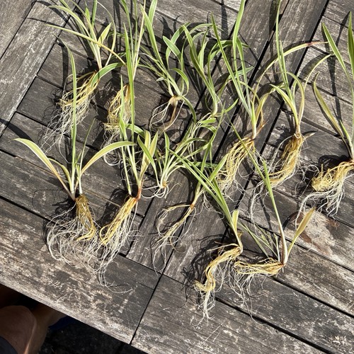 Baby spider plants well - 4,