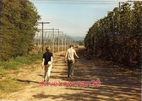 Photo hop picking cold - hop,