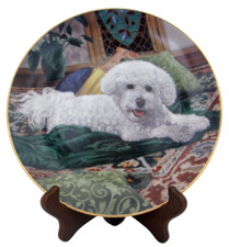 Bichon Frise "Pampered