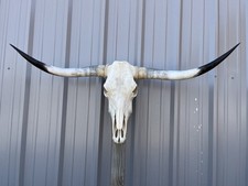 Longhorn STEER SKULL 4 Feet 6