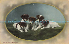 R612371 Fox Terrier Puppies Wildt and Kray Series 2428 1912