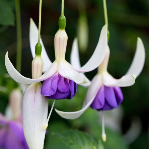 Fuchsia deltas sarah hardy - fuchsia,