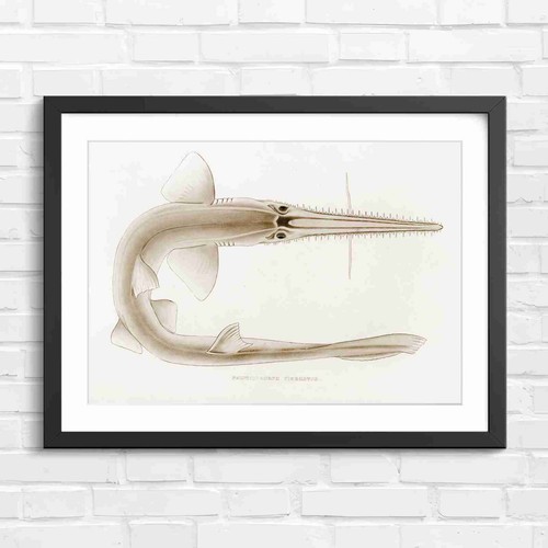 Antique vintage sawfish marine - vintage,