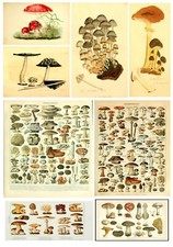 Educational vintage A3 A4 Mushroom Chart Biology Science Fungi art print poster