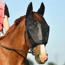 Equilibrium Equestrian Net