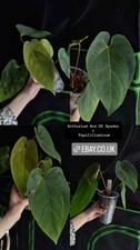 Anthurium Ace Of Spades x