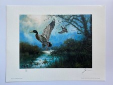 Wildfowl  Ducks river bank