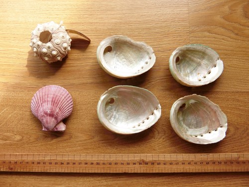 6pcs mixed natural - natural, shells