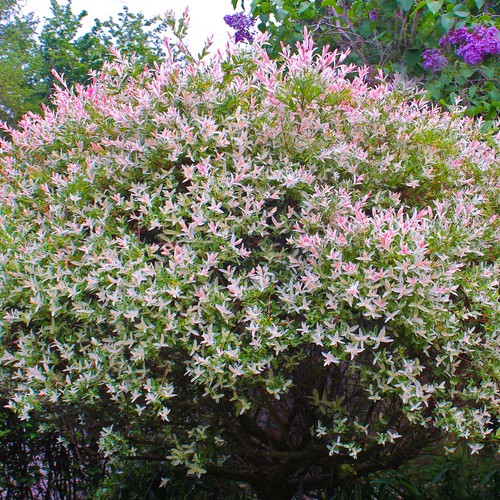 Salix hakuro nishiki - hakuro,