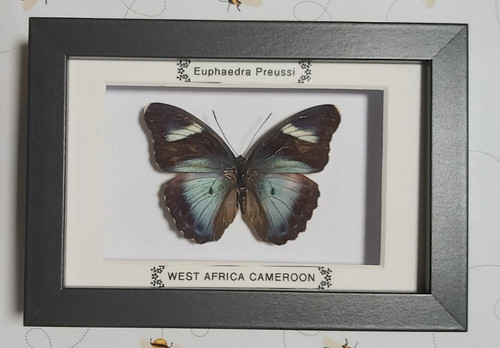 Taxidermy real framed insects - real,