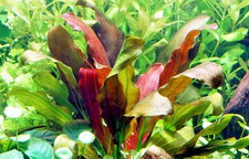 2 x Echinodorus Rose