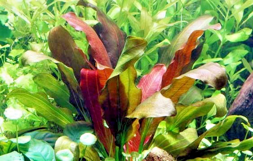 Echinodorus rose - 2, x