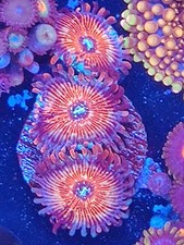 Salted Agave zoas  frag