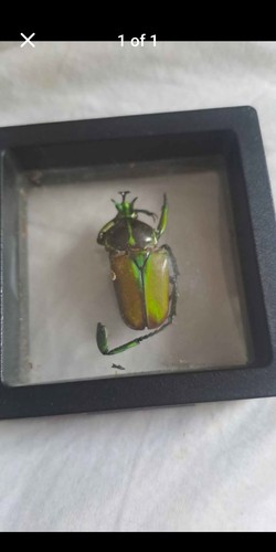 Scarab beetle bug - beetle,
