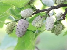 20 x White Mulberry Tree