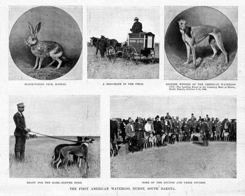 Coursing meet greyhound - coursing,