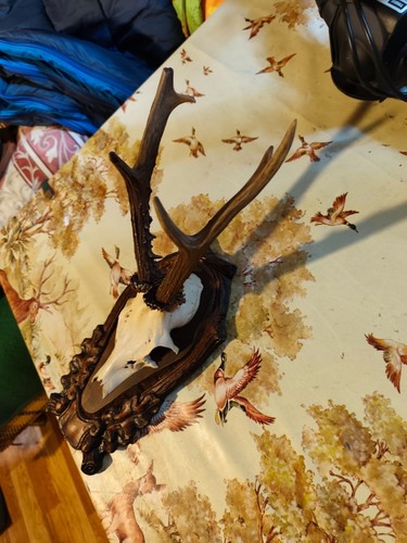 Roe deer skull and antlers - and,