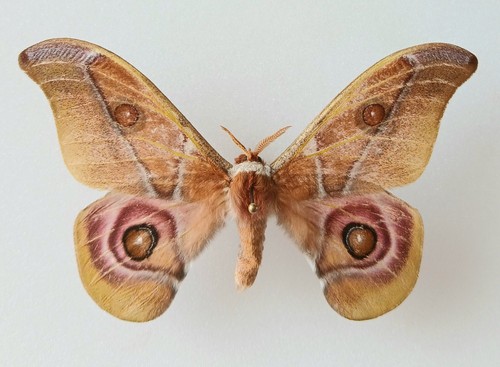 Antherina suraka male - antherina,