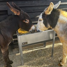 Donkey goat horse - goat, pony