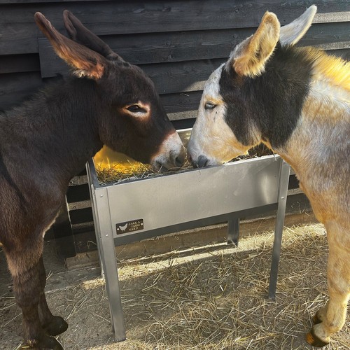 Donkey goat horse pony - horse, hay