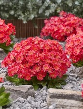 3 x Lewisia plant plugs garden