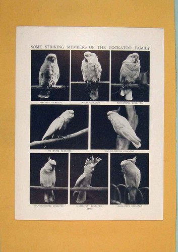 Original old antique - old, print
