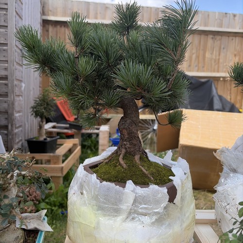 Japanese white pine bonsai - pine,