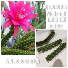2 Rat Tail cactus Aporocactus malisonii unrooted cuttings 5-6cm long 