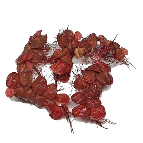 Red root floater phyllanthus - floater,