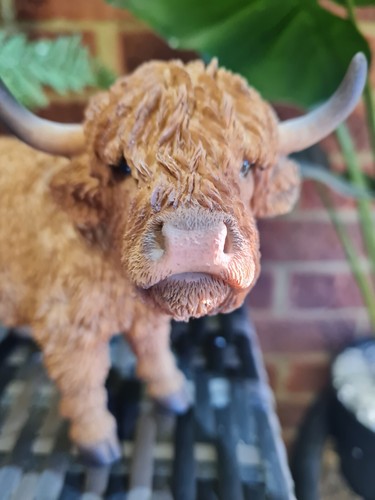 Mini highland cattle - cattle,