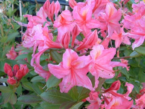 Rhododendron madame jolie in - jolie,