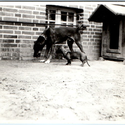 C1930s cute dachshund wiener - cute,
